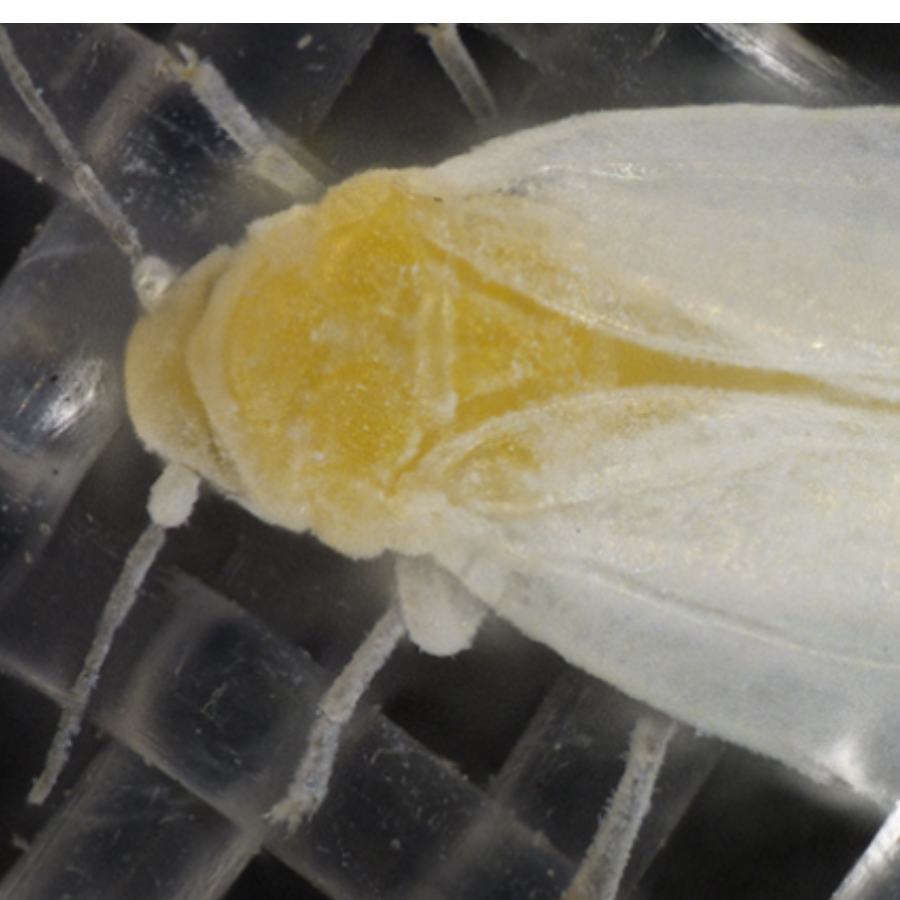 Mosca Blanca Whitefly