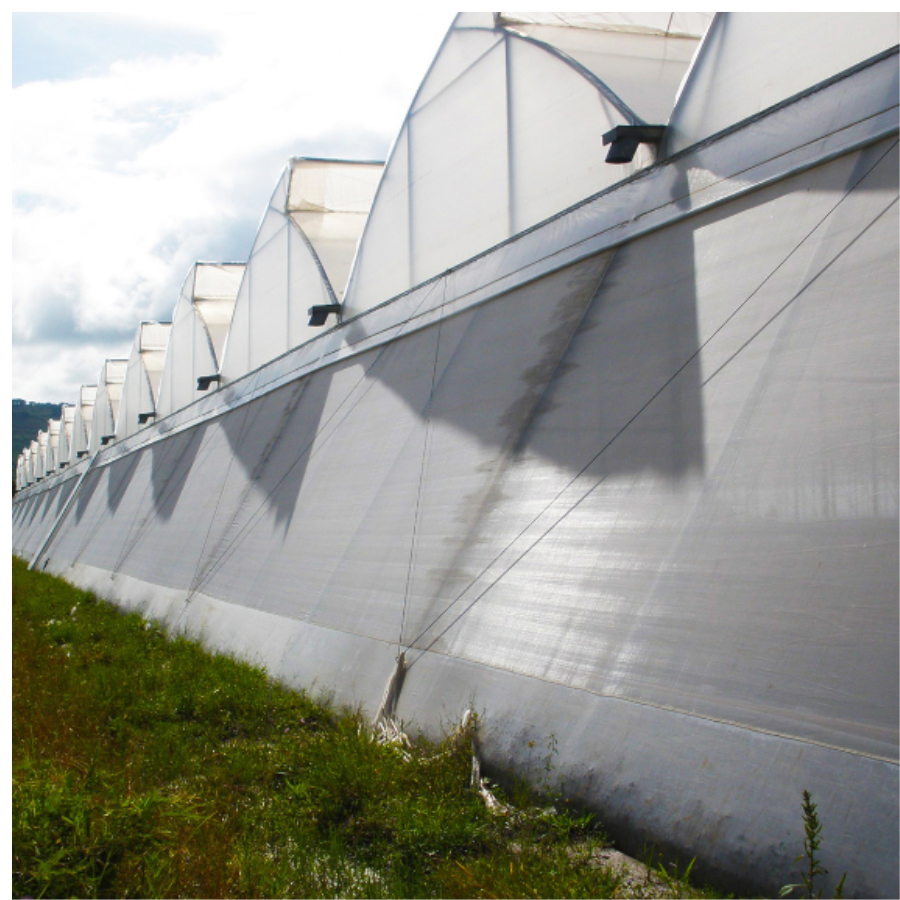 Mexican insect net installation