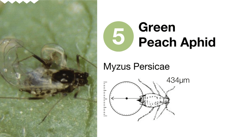 5 Green  peach aphid_EN