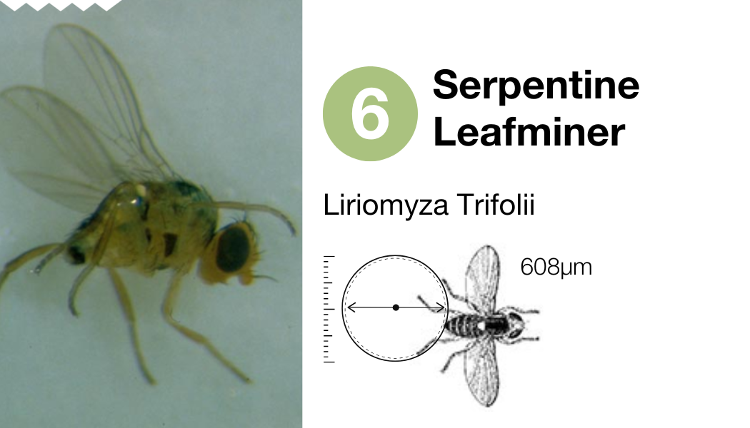 6 Serpentine leafminer_EN