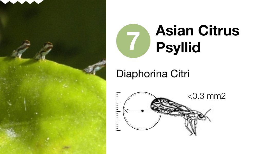 7 Asian citrus psyllid_EN