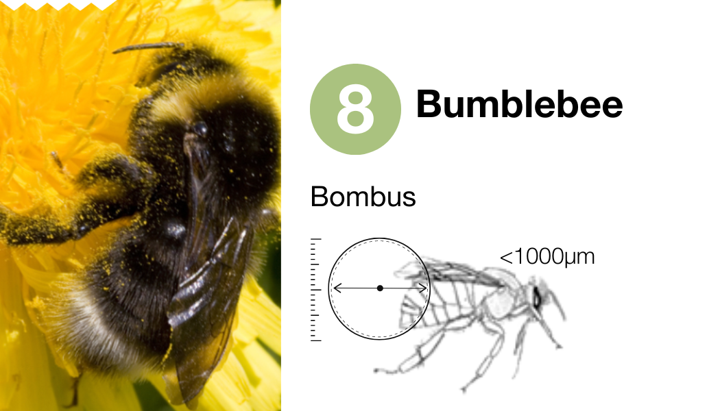 8 Bumblebee_EN