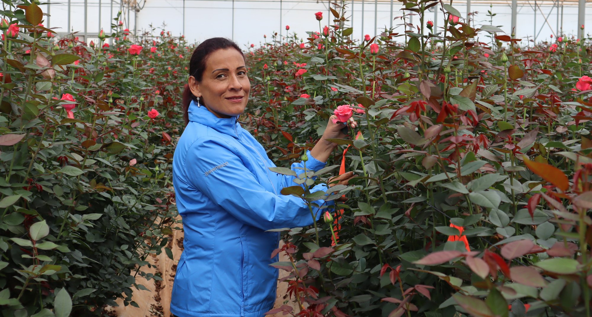 Article May_Martha Alape_Colombia opc 2 Article May_Martha Alape_Colombia opc 2