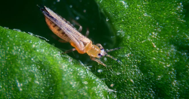 Banner contactanos 3