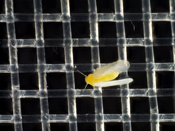 Bemisia Svensson 4045 1