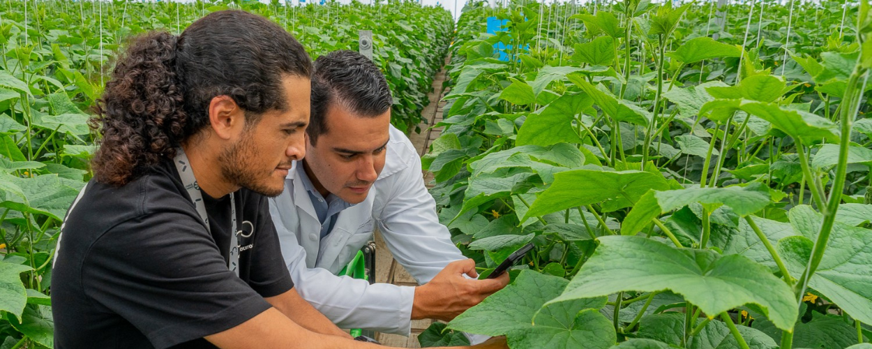 Blog_August_Thrip_Alan & Grower