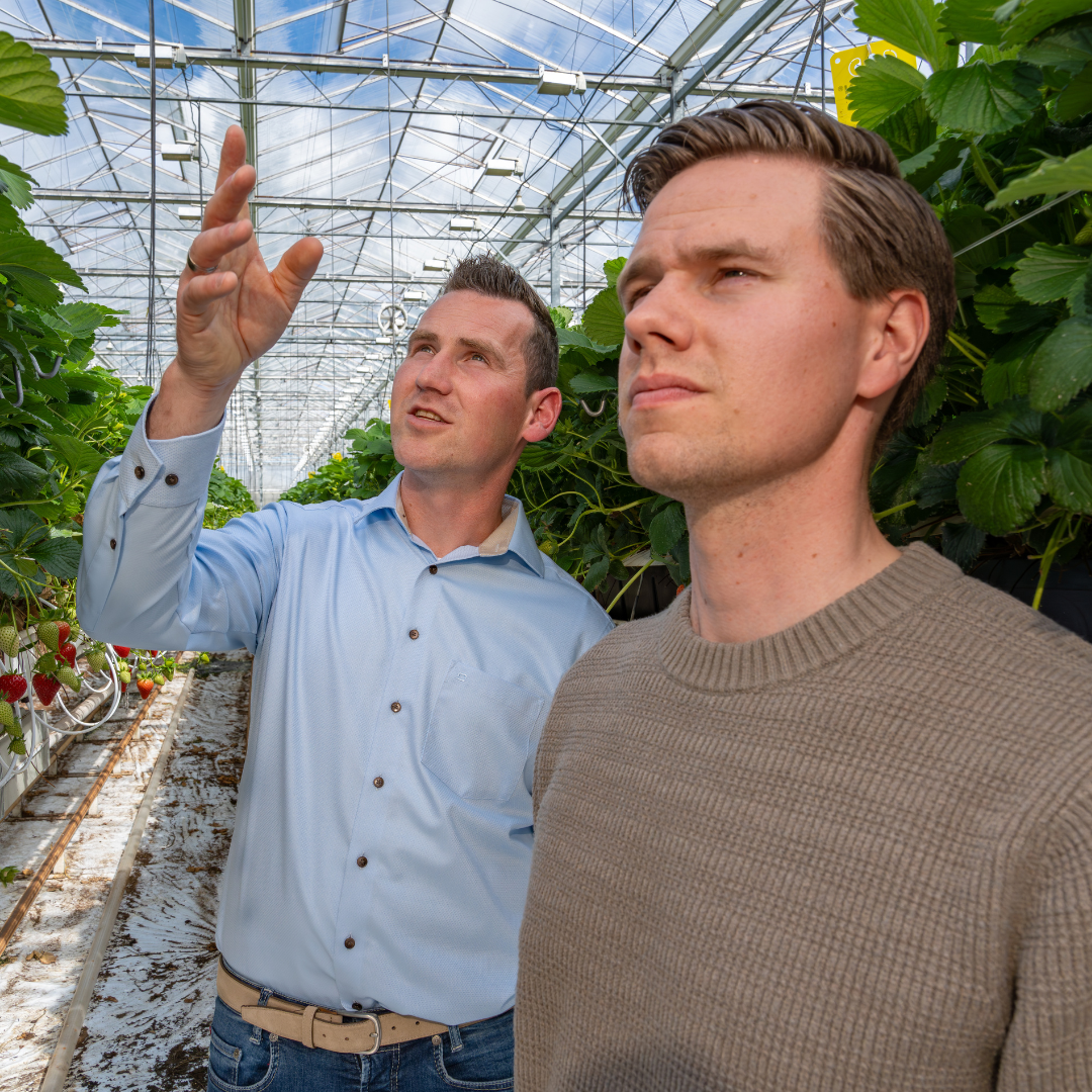 CS - Joris and Grower - Strawberries - 2026 Photos - NL