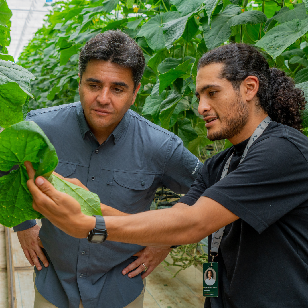 CS - LSMX - Brand Story - Jorge - Grower - Cucumbers - 2026 - Square