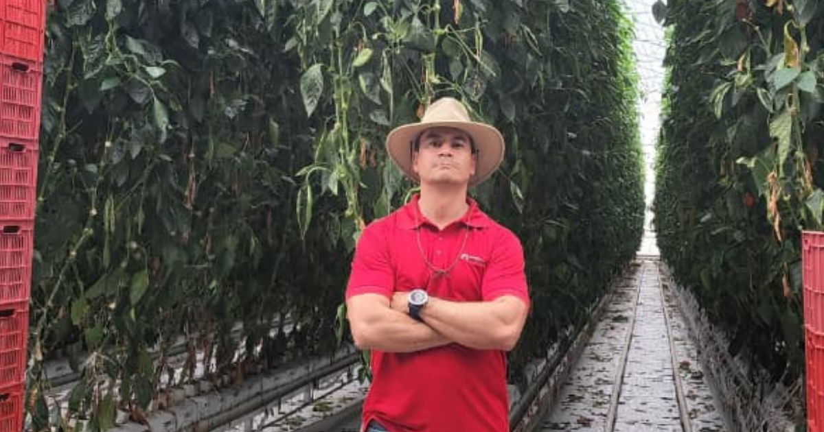 CS_Cimarron_Carlos Borja_Greenhouse_Peppers_Harmony_Mexico