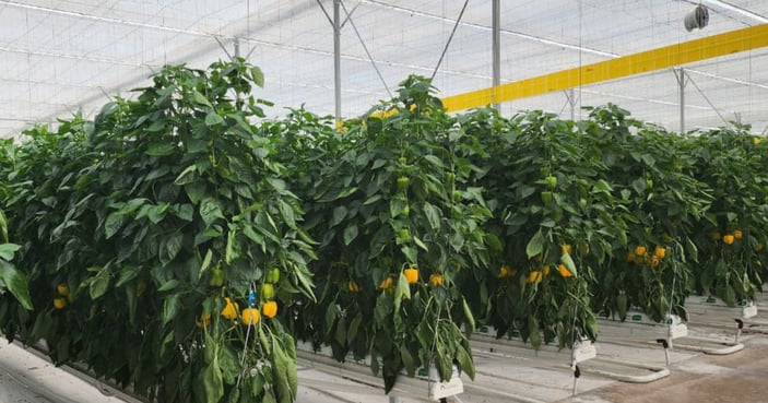 CS_Cimarron_Greenhouse_Peppers_Harmony