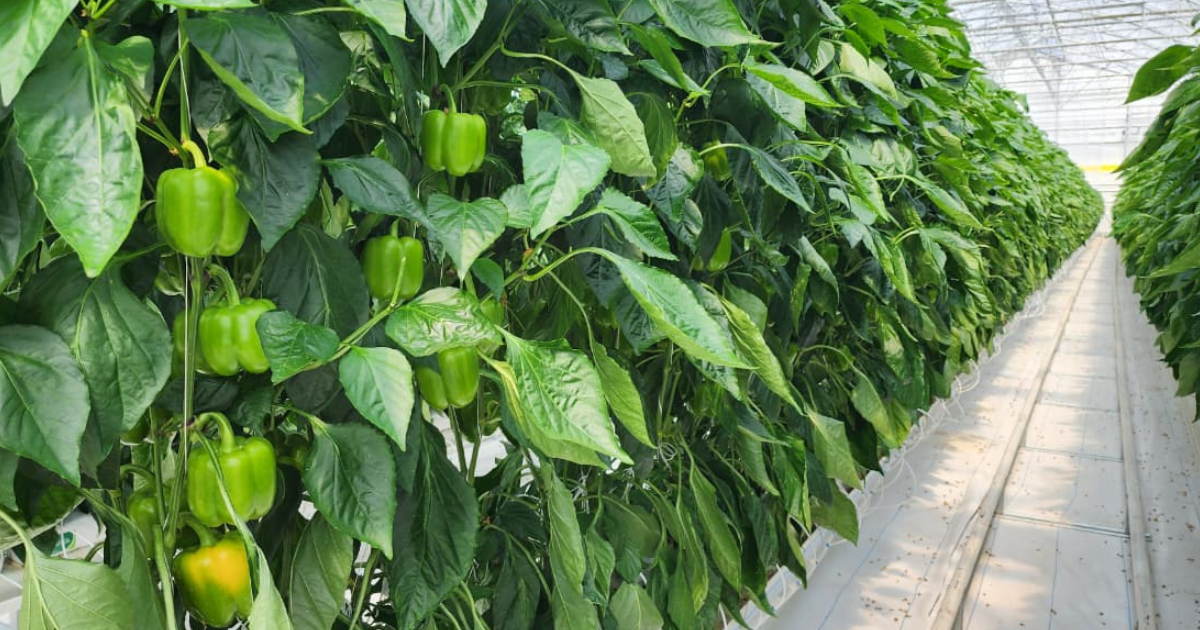 CS_Cimarron_Greenhouse_Peppers_Harmony_Mexico