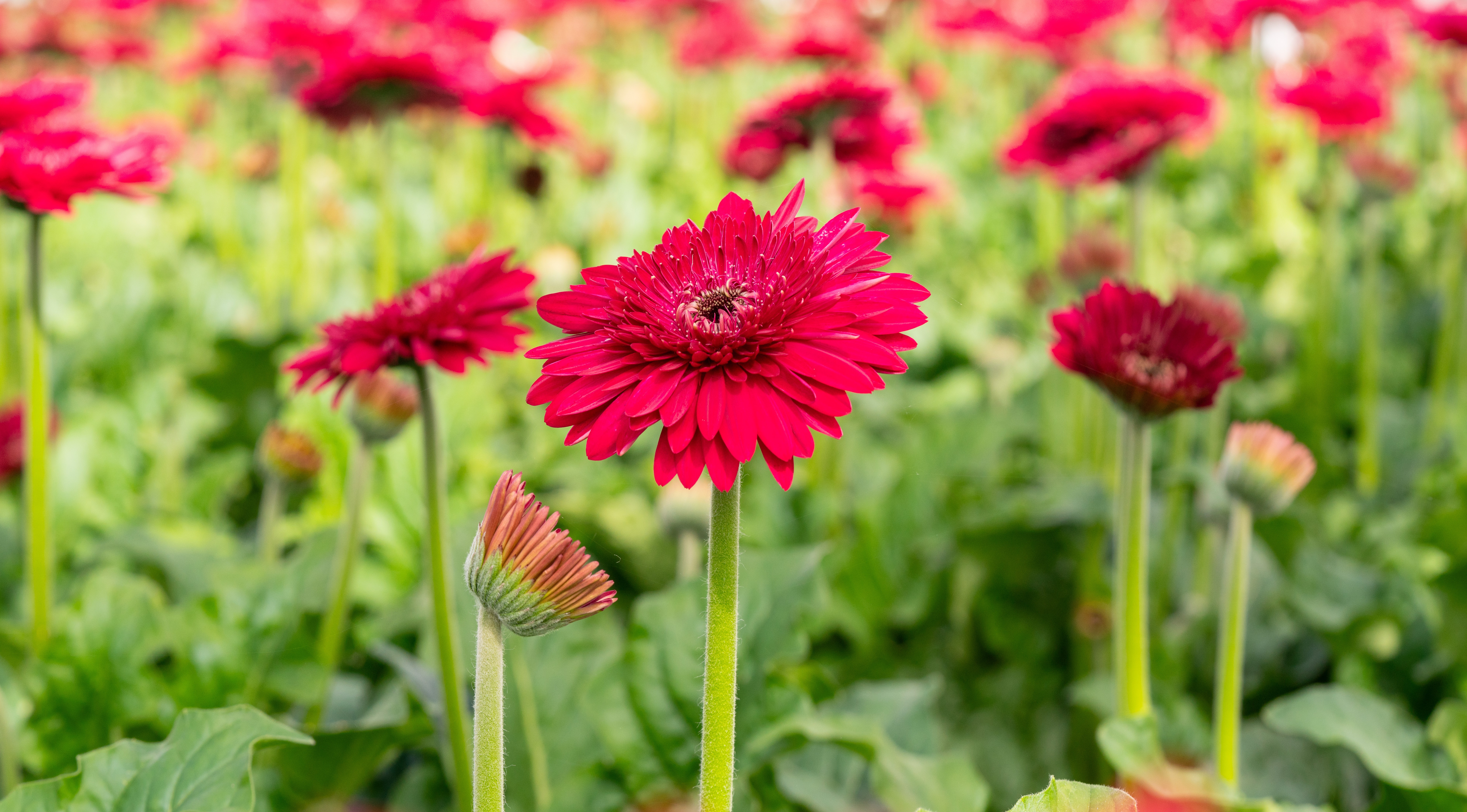 CT_Blog_Article_Light_Gerberas