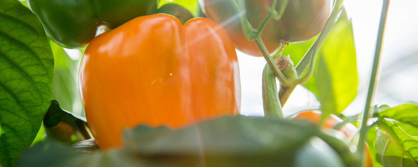 CT_October_Peppers_Light