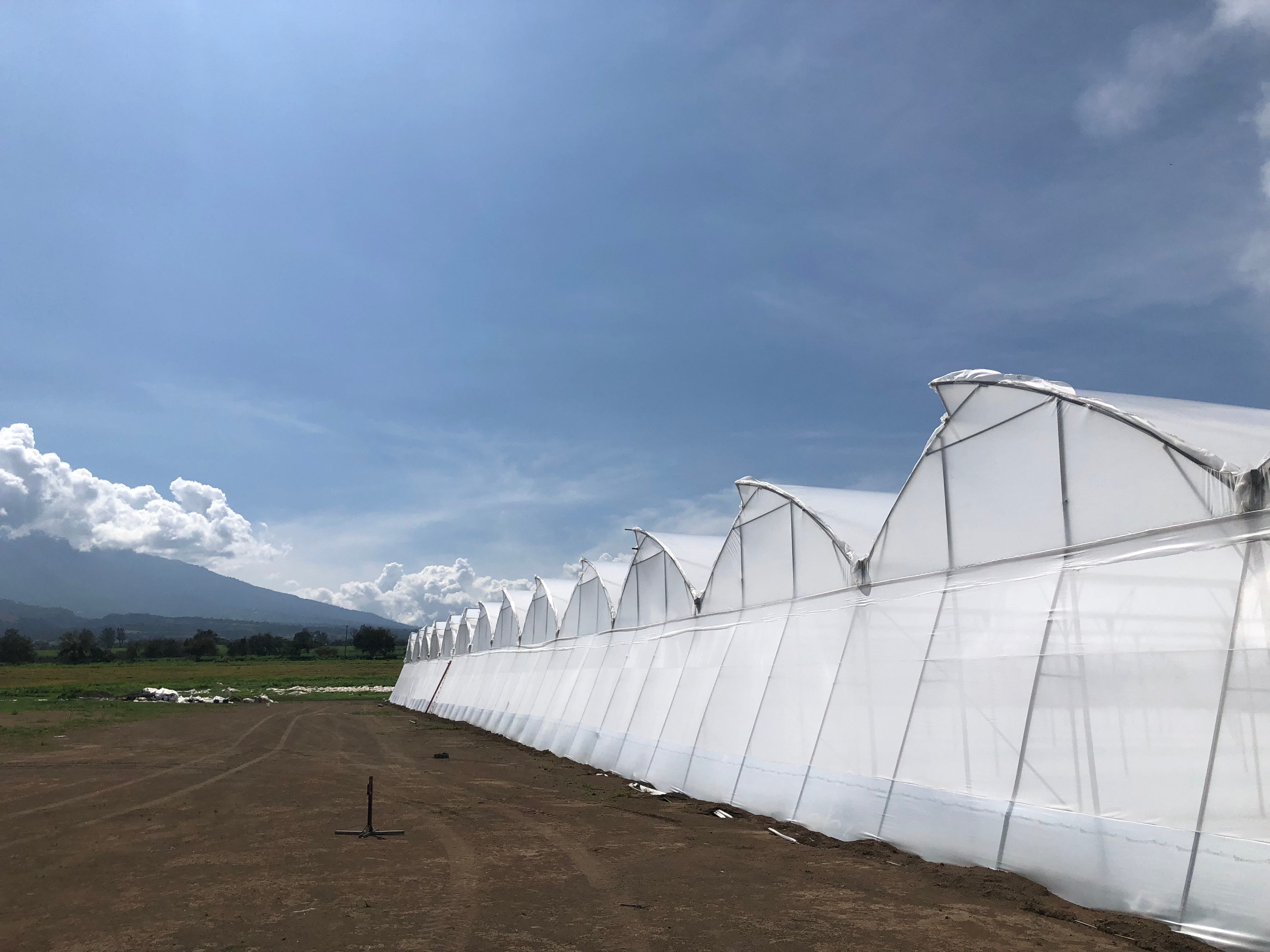 Greenhouse with nets