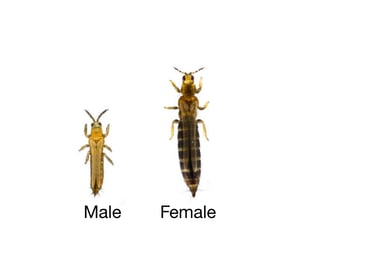 Male and female thrips