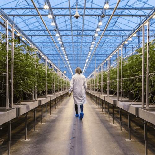 cannabis greenhouse grower
