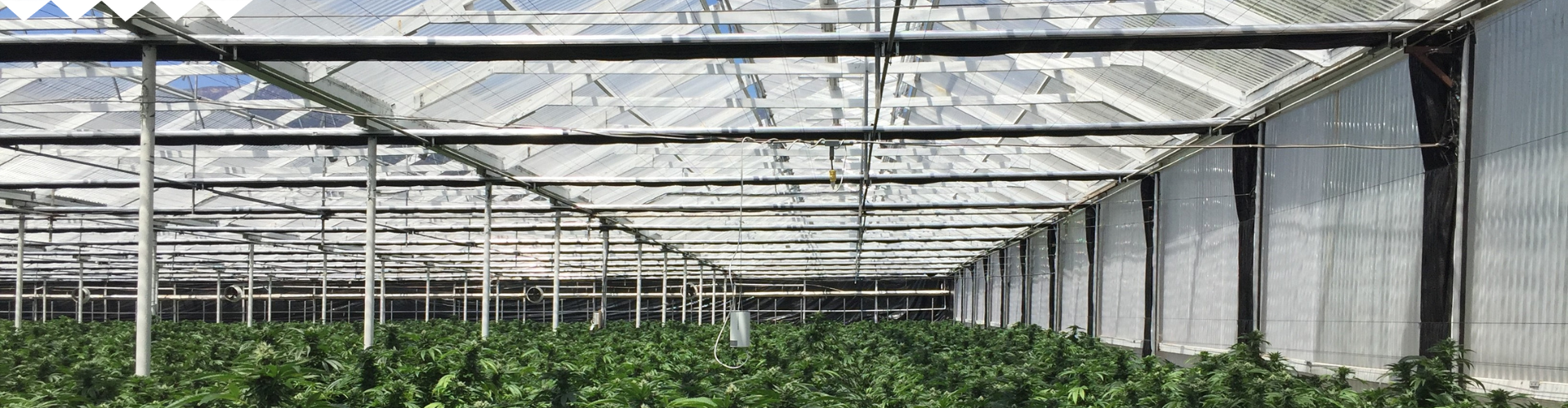 cannabis screen benefits