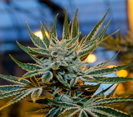 hemp hemp