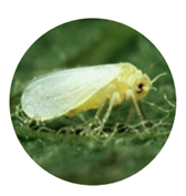 image-png-Oct-30-2025-01-36-37-1801-PM