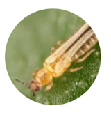 image-png-Oct-30-2025-01-36-50-3954-PM