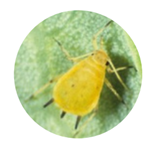 image-png-Oct-30-2025-01-37-12-4727-PM