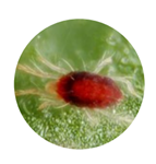 image-png-Oct-30-2025-01-37-42-8191-PM