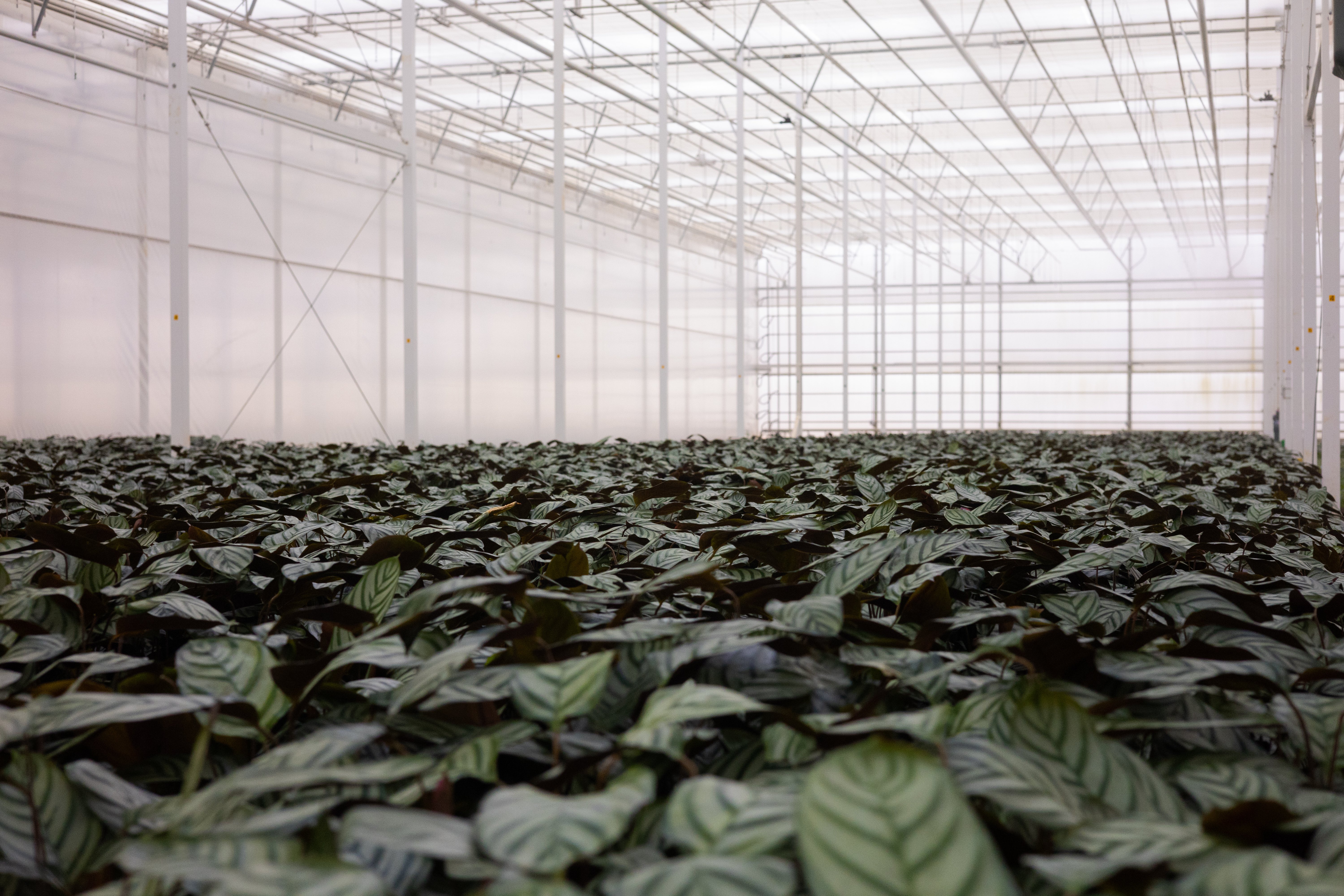 theplantcompany_6_13_23_1057-2