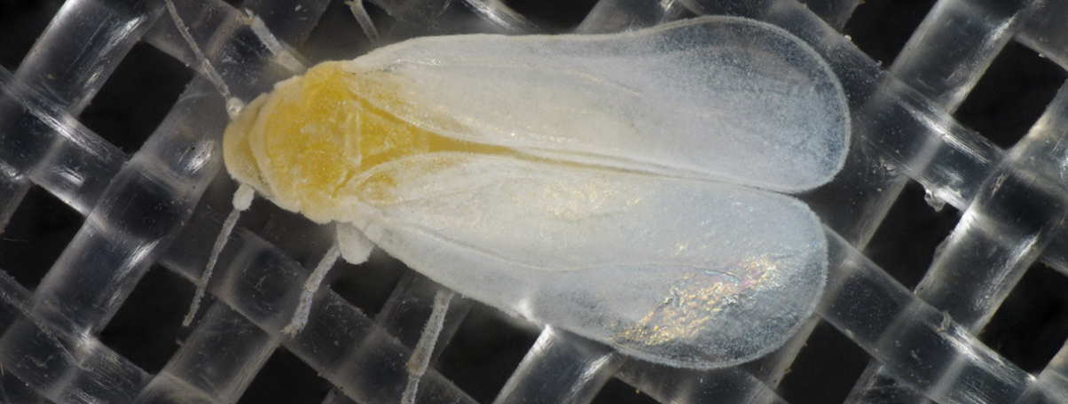 whitefly on net