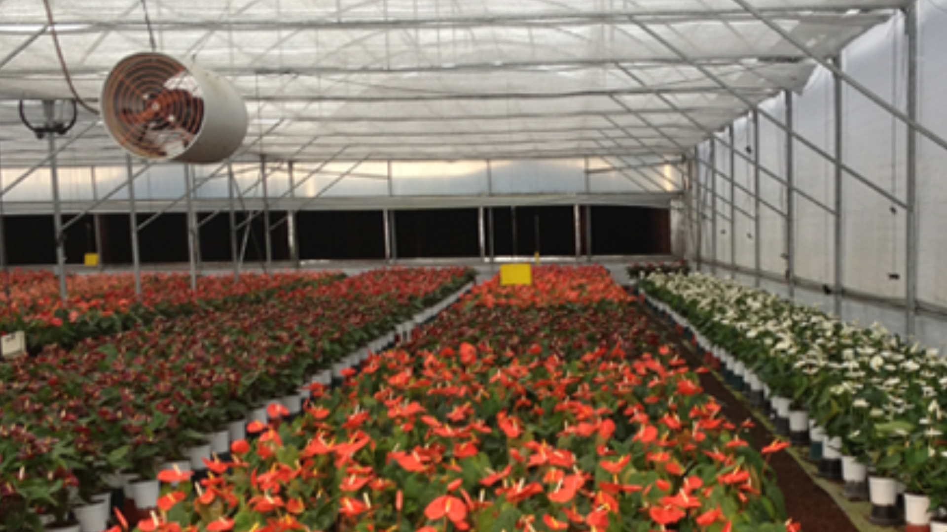 Flor y miel Flor y miel