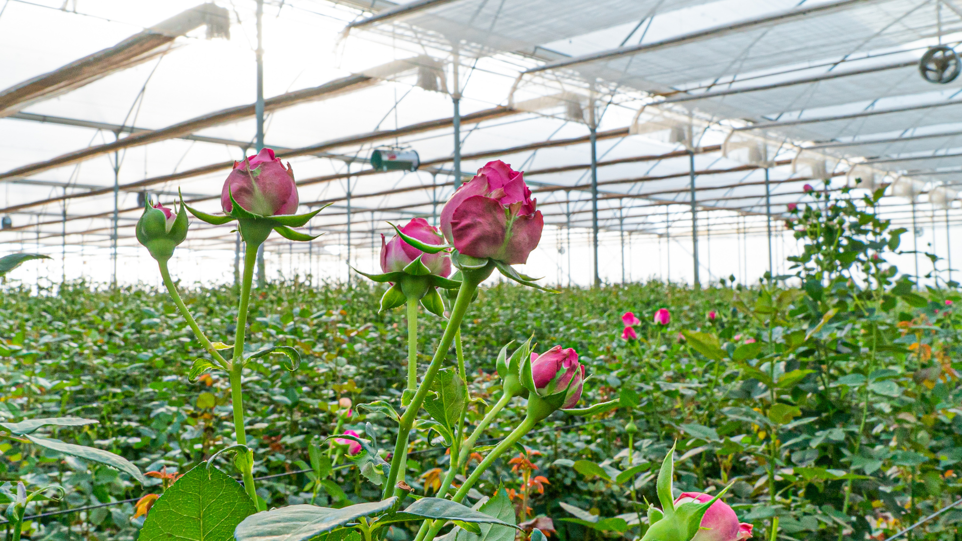 Oleoflor landing page Oleoflor landing page